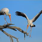 Nimmersatt (Mycteria ibis)