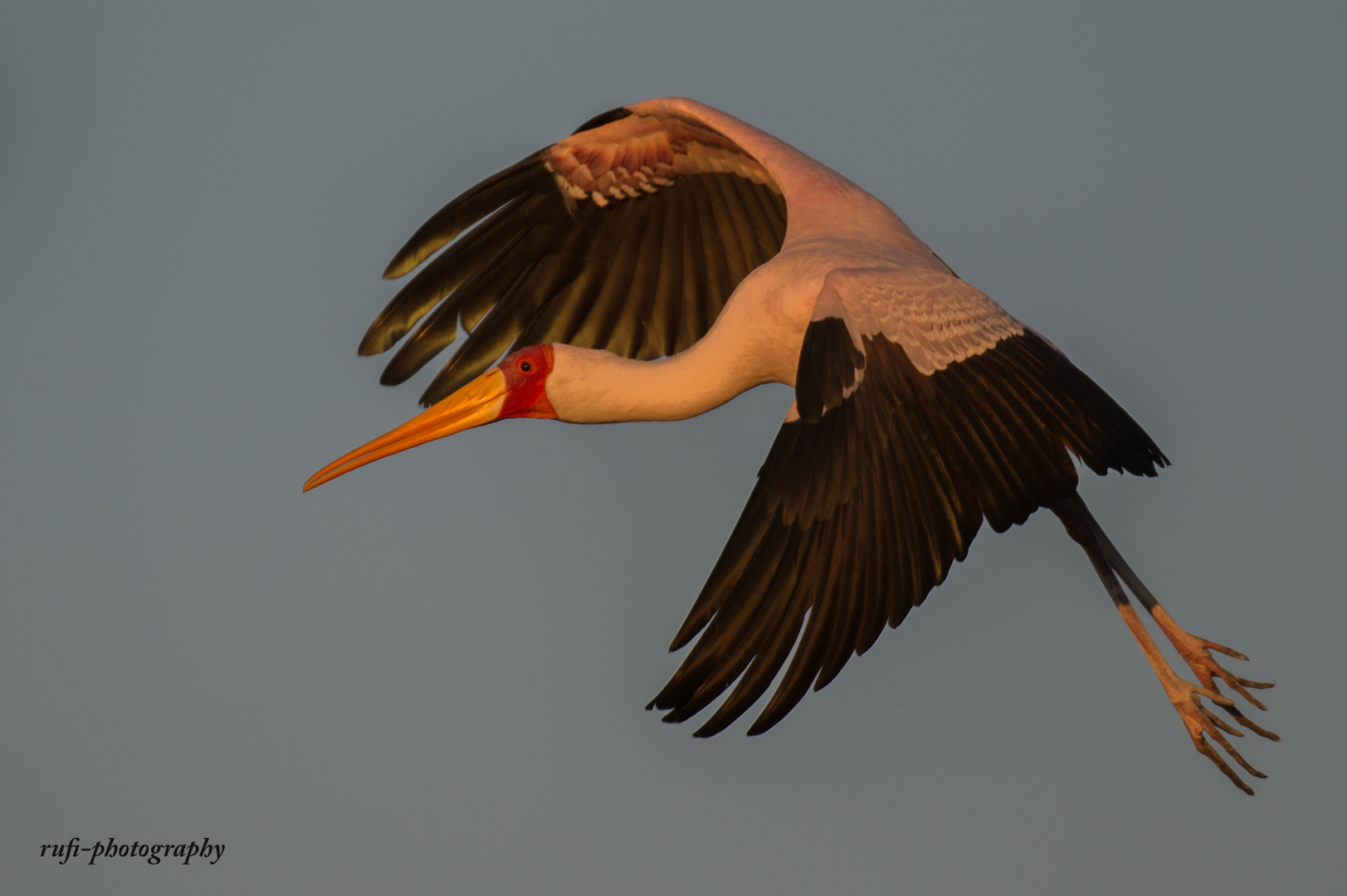 Nimmersatt Storch