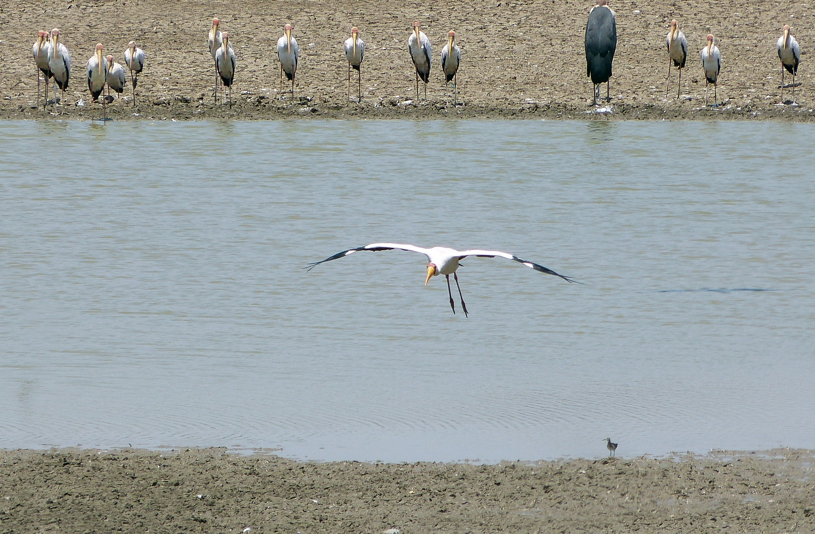 Nimmersatt-Storch unter Beobachtung