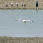 Nimmersatt-Storch unter Beobachtung