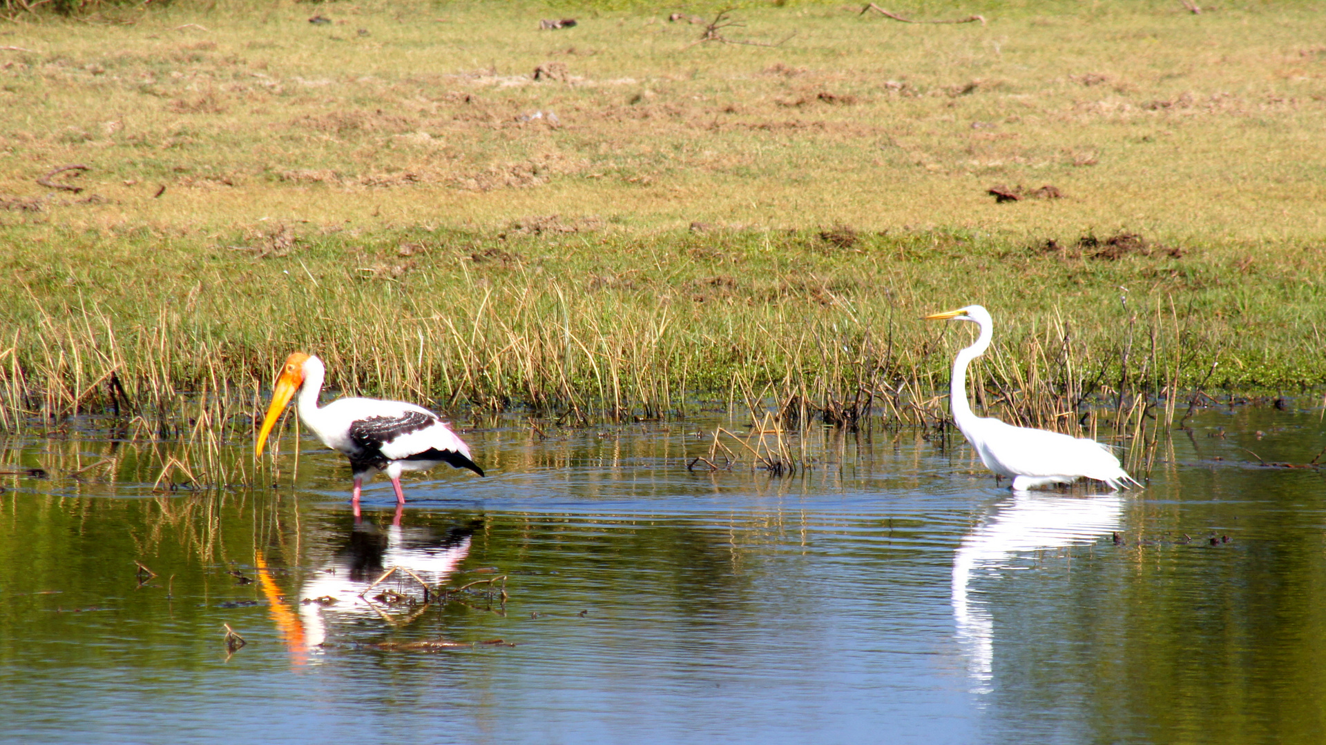 Nimmersatt und Silberreiher