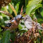 Nimmersatt wird gefüttert