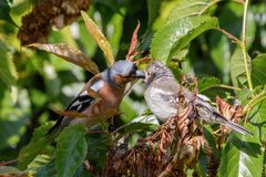 Nimmersatt wird gefüttert