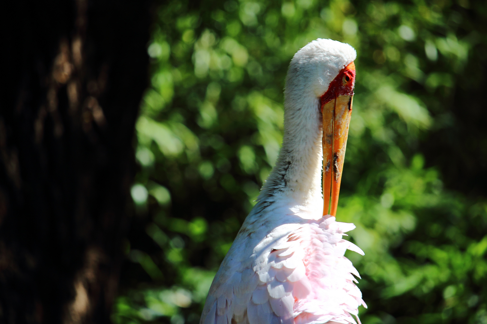 Nimmersatte (Mycteria Ibis)