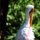 Nimmersatte (Mycteria Ibis)