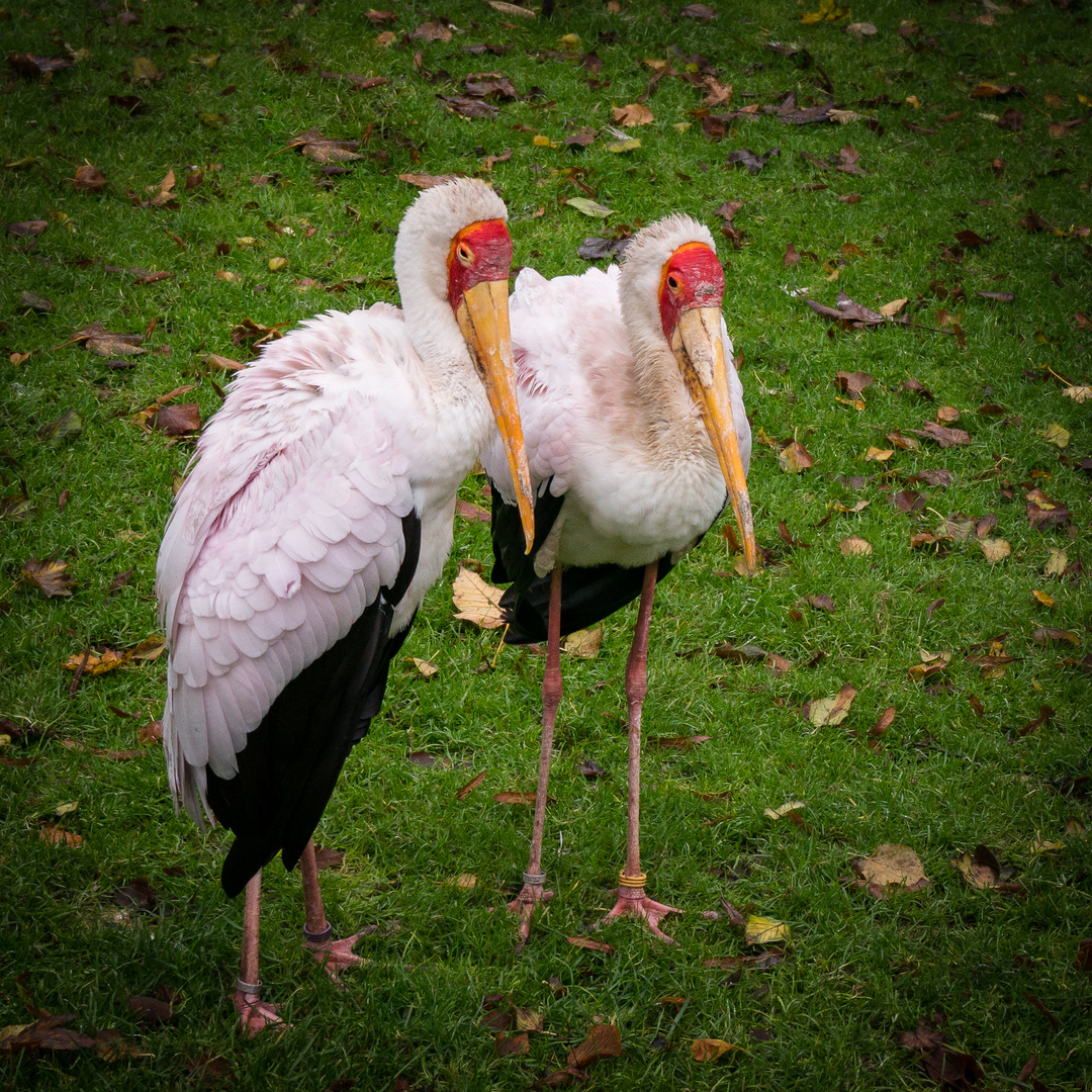 Nimmersatte - Tierpark Hagenbeck/Hamburg