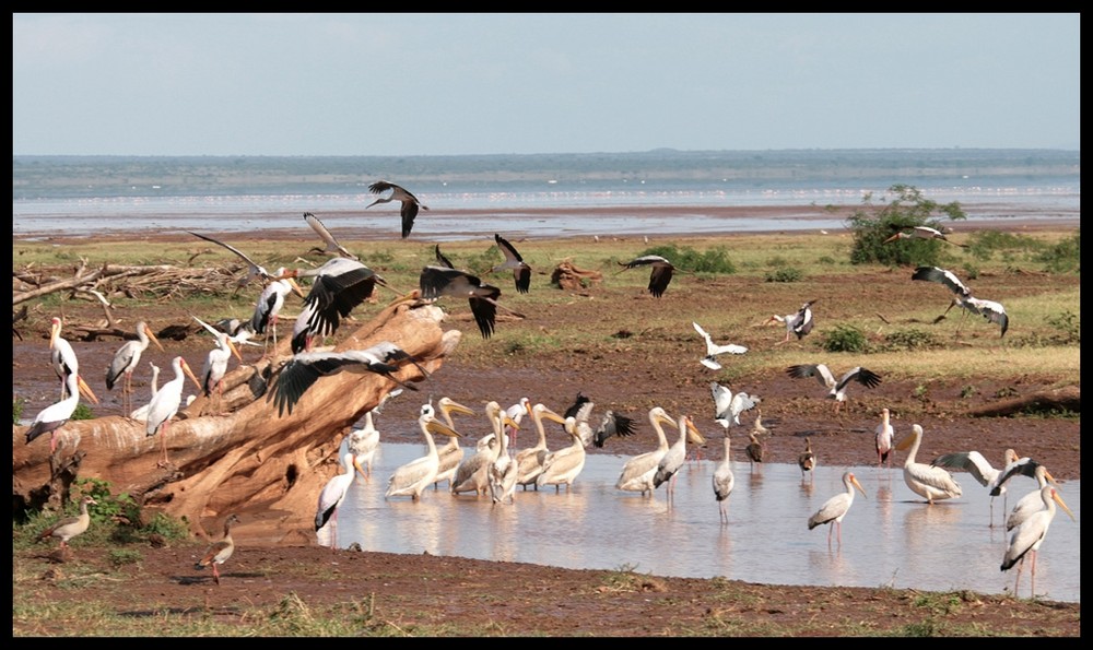 Nimmersatt,Nilgans,Pelikan....