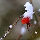 Nimmt der Winter jetzt Abschied?