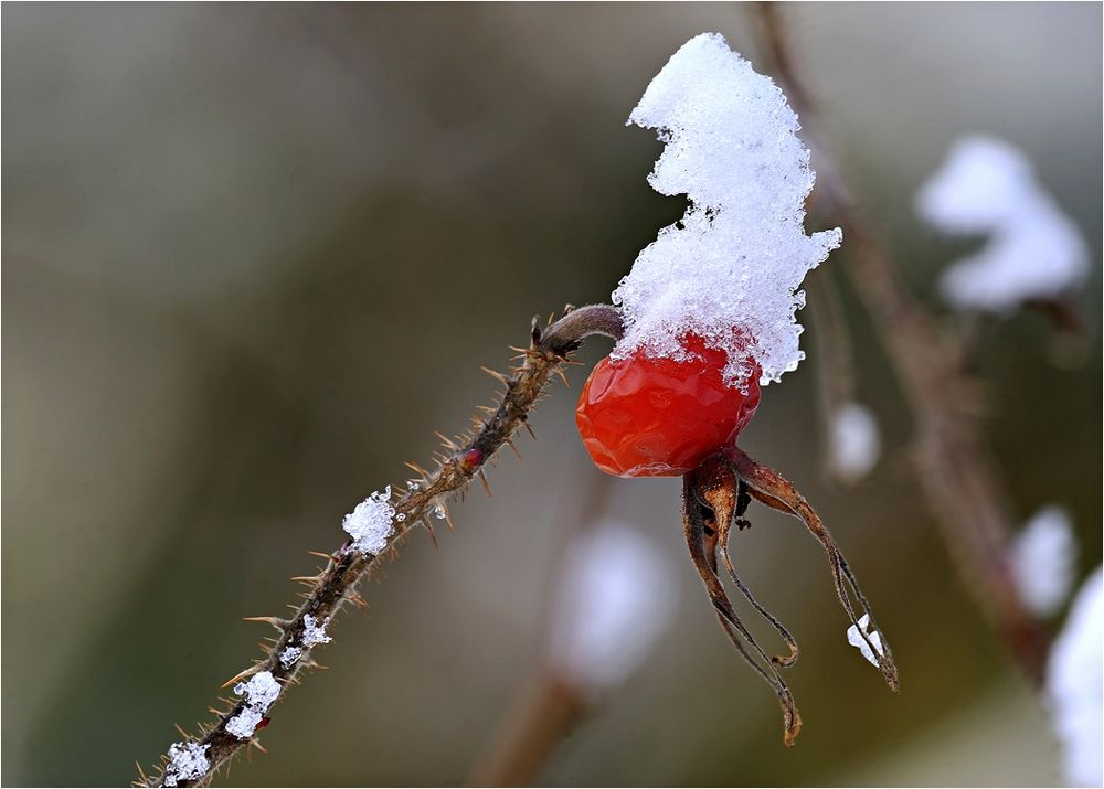 Nimmt der Winter jetzt Abschied?