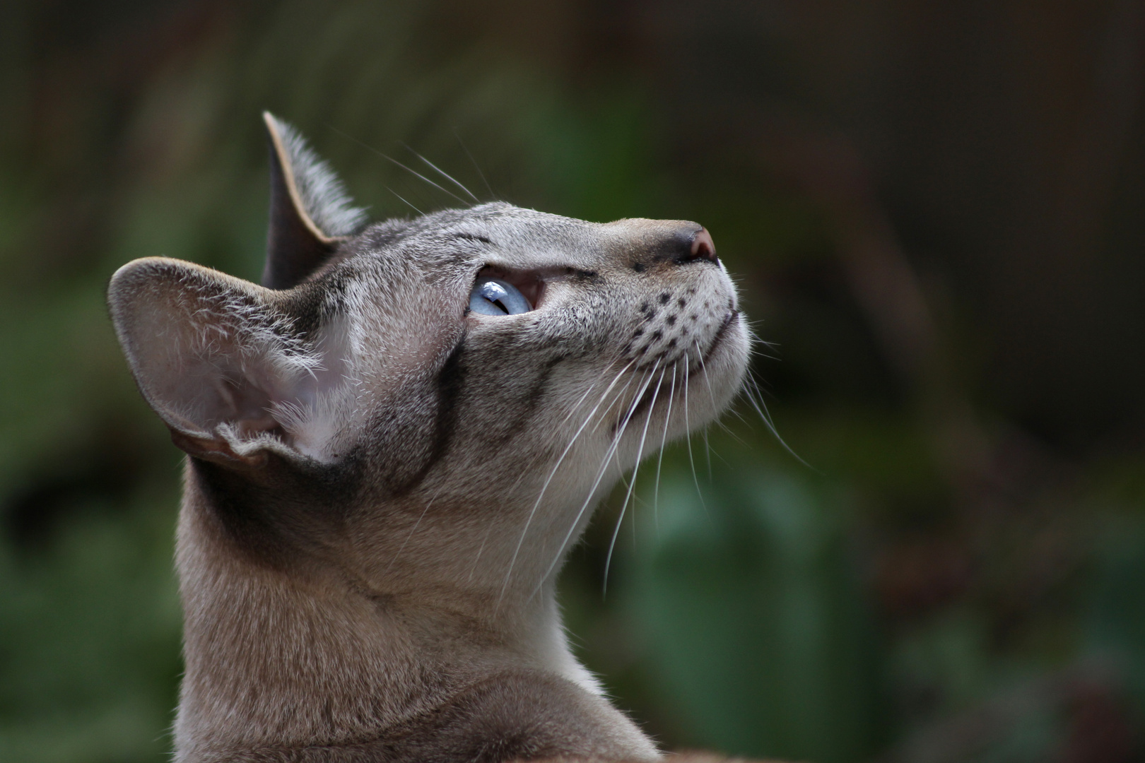 Nimoy der Siamkater