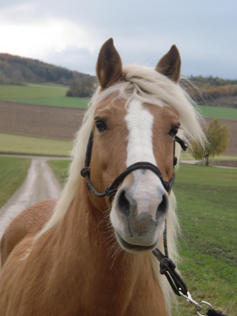 Nina bei Nebelwetter