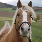 Nina bei Nebelwetter