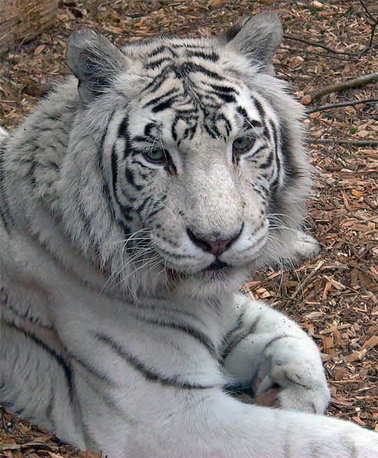 Nina - die weiße Tigerin
