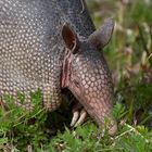 Nine-Banded Armadillo...