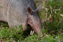 Nine-Banded Armadillo...