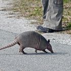 Nine-Banded Armadillo