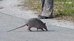 Nine-Banded Armadillo