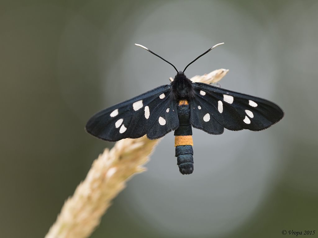 Nine-spotted moth