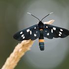 Nine-spotted moth