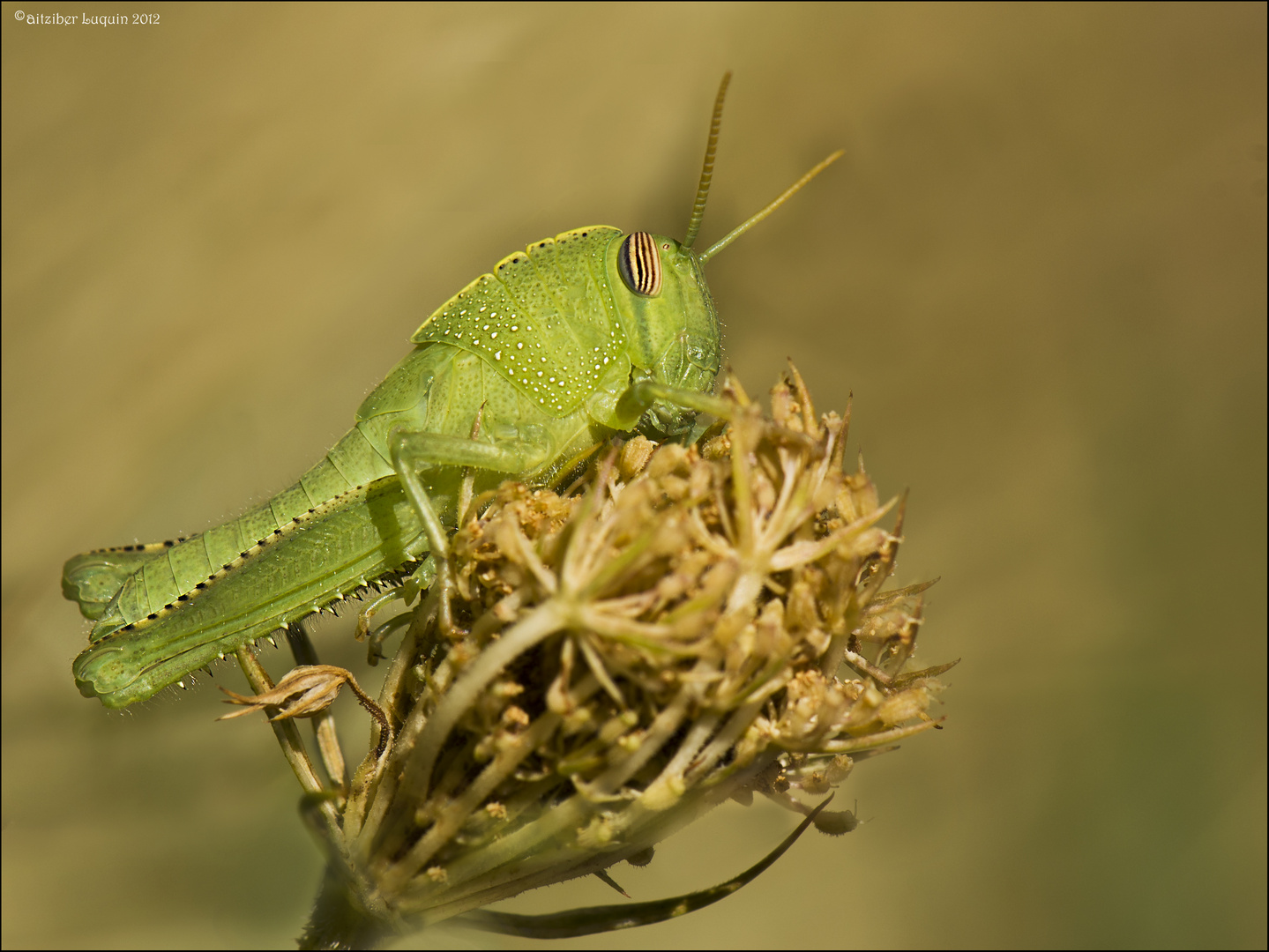 Ninfa de Anacridium aegyptium