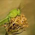 Ninfa de Anacridium aegyptium