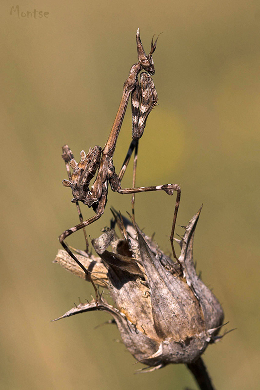 Ninfa de Empusa pennata