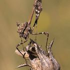 Ninfa de Empusa pennata