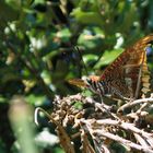 Ninfa del corbezzolo