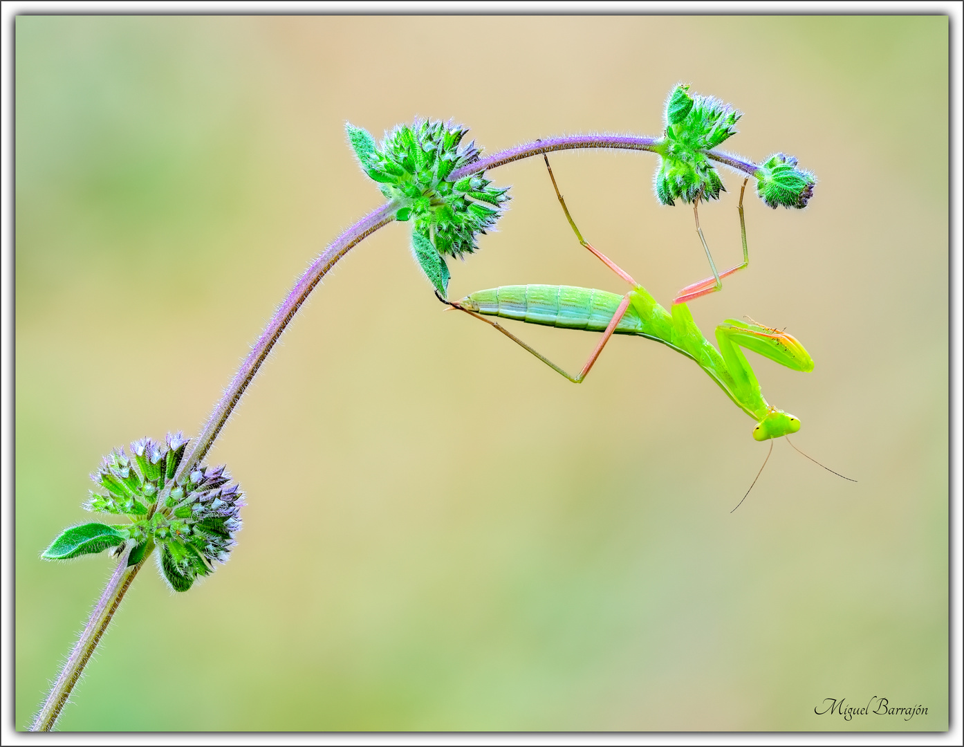 Ninfa (Mantis religiosa)