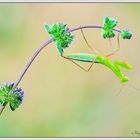 Ninfa (Mantis religiosa)