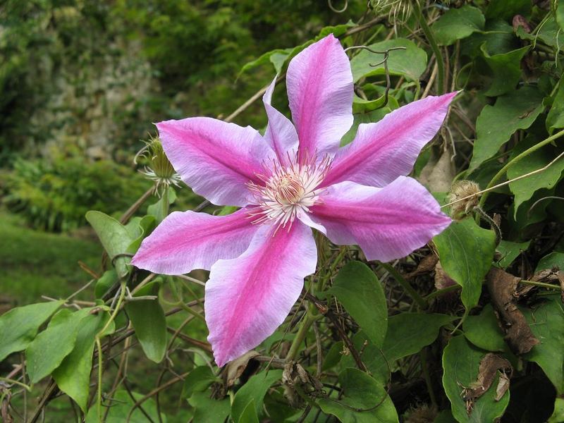 Ninfa : Solitario Rosa