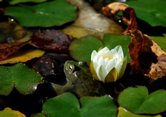 ninfea con rana