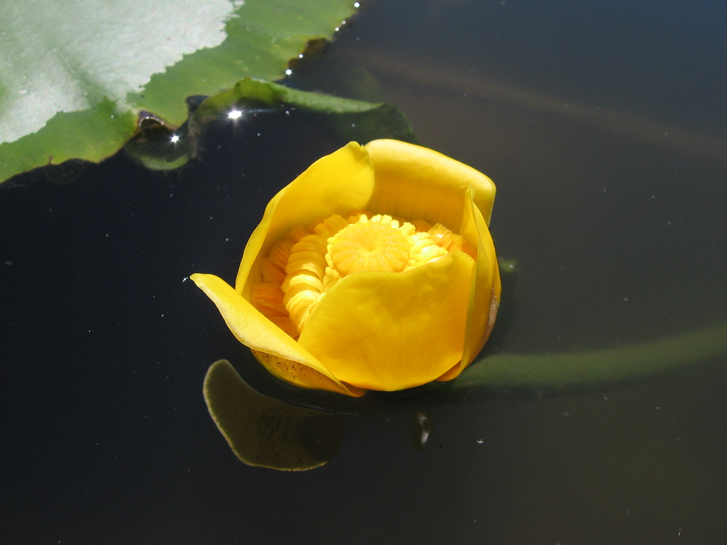 Ninfea del lago Bino