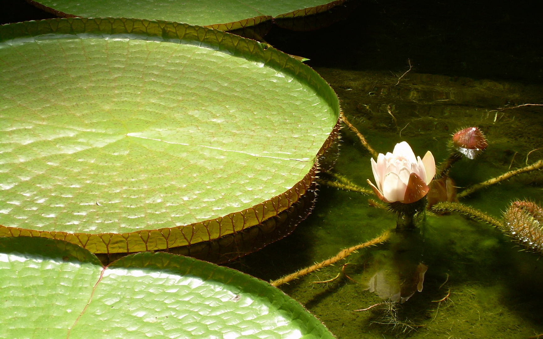 Ninfea - nome botanico: nelumbo