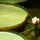 Ninfea - nome botanico: nelumbo