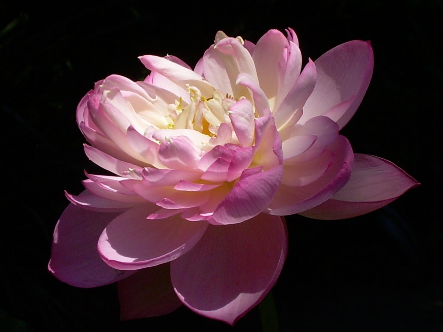 Ninfea rosa - Dal giardino "La Mortella" di Ischia