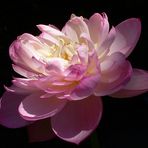 Ninfea rosa - Dal giardino "La Mortella" di Ischia
