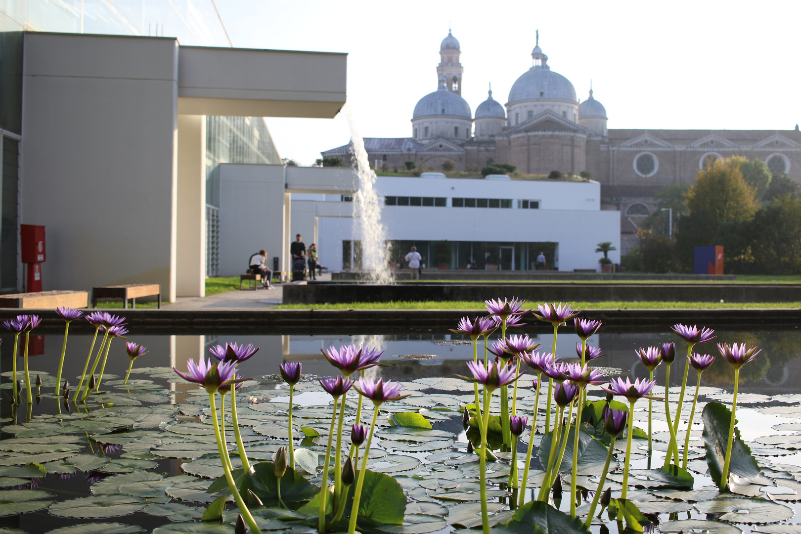 Ninfee e Basilica