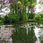 ninfee e riflessi nel giardino di Monet