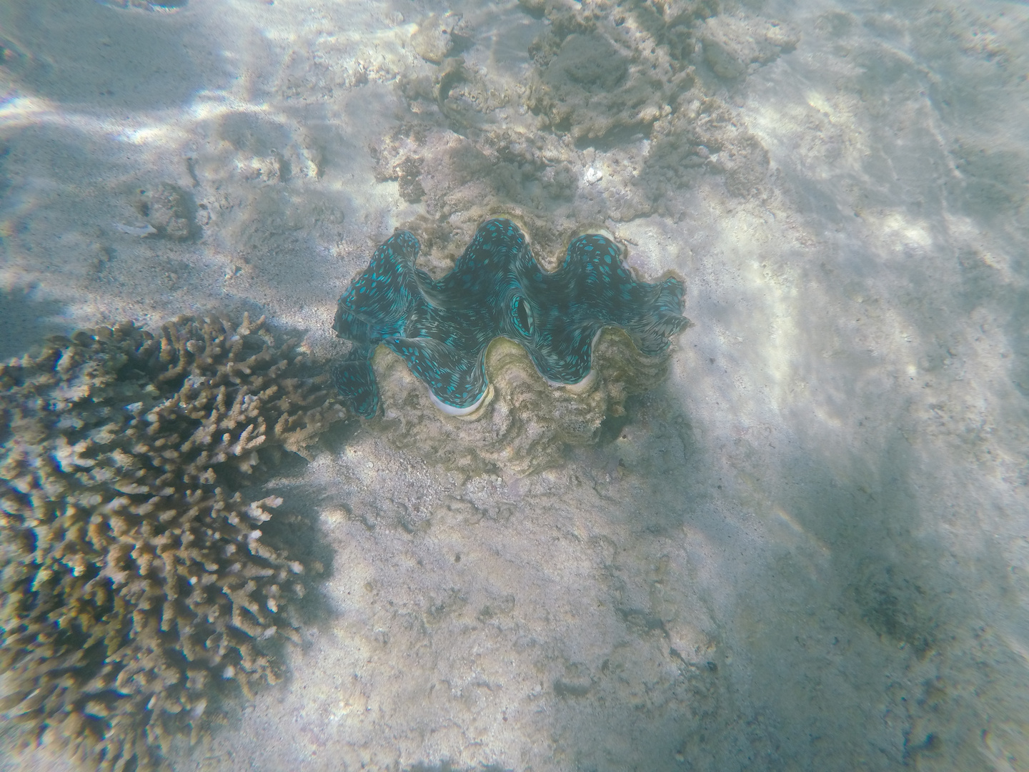 Ningaloo Reef