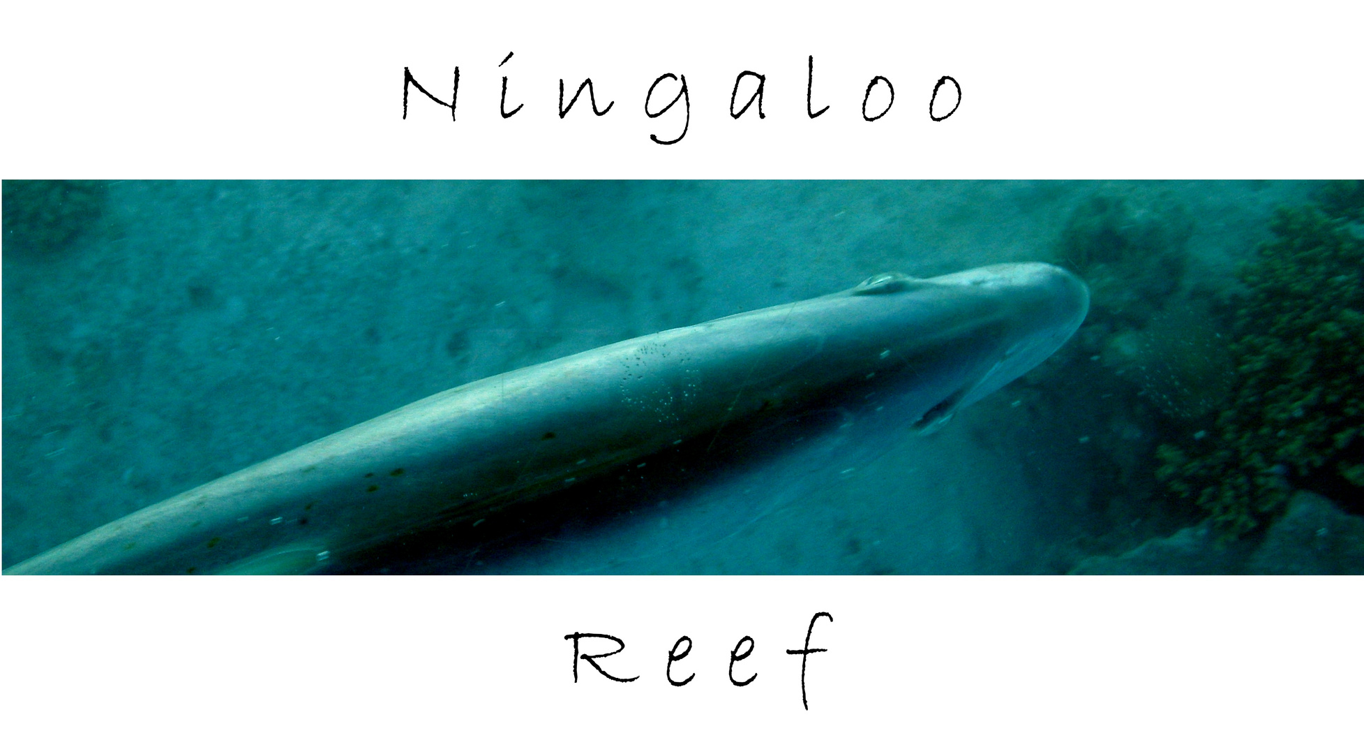 Ningaloo Reef