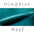 Ningaloo Reef