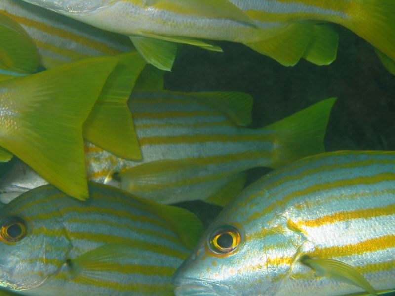 ningaloo reef