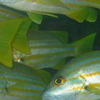 ningaloo reef