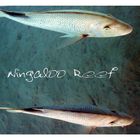Ningaloo Reef - GRUNGE STYLE