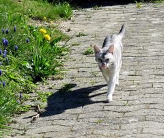 Nini auf dem Spaziergang