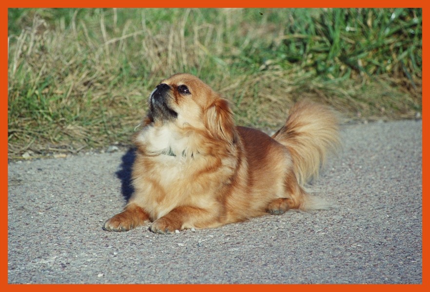 Ninja, die kleine Spanierin