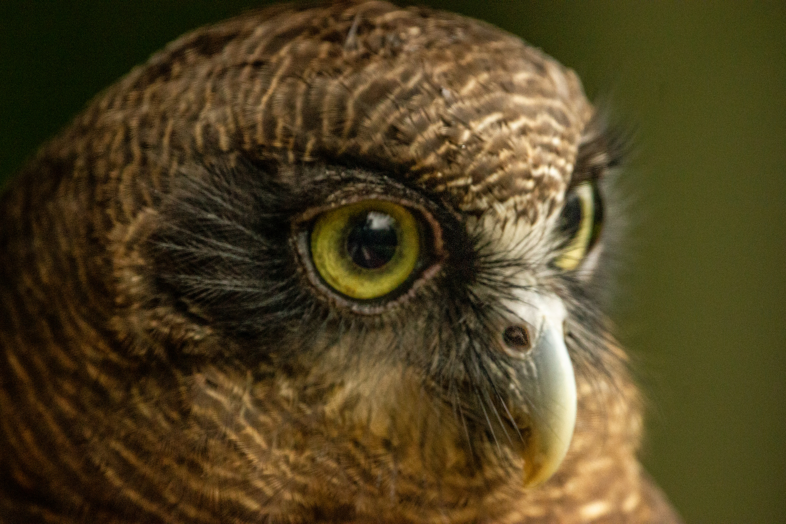 Ninox rufa - Roter Buschkauz - Rufous owl