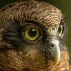 Ninox rufa - Roter Buschkauz - Rufous owl