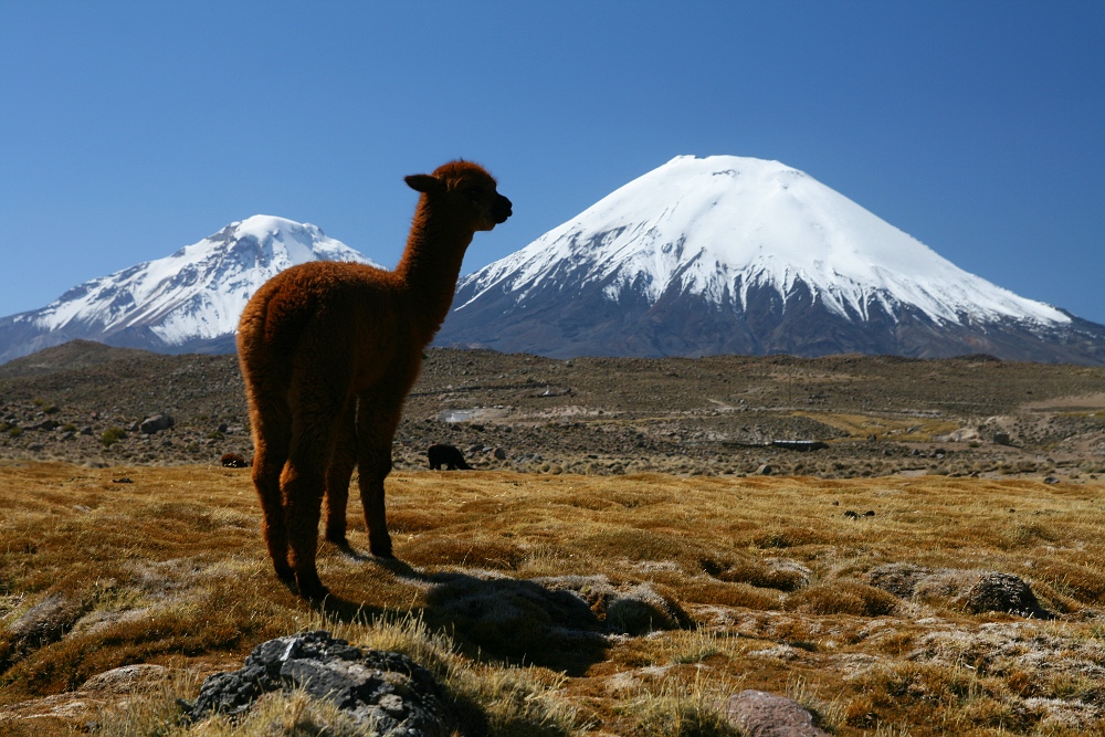 Niño Alpaca